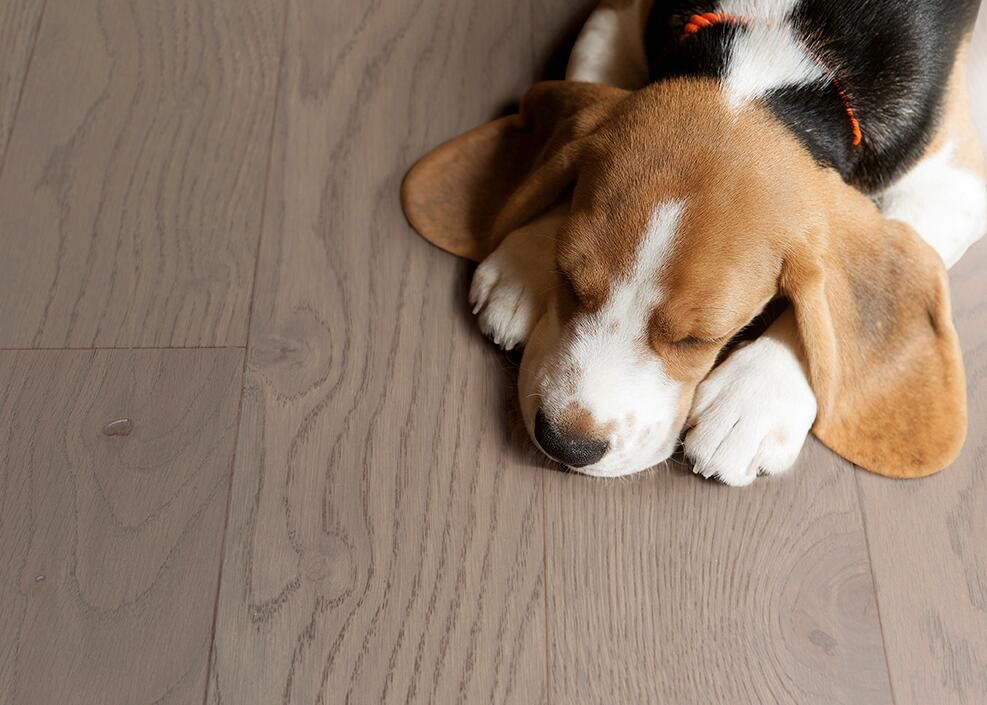 得高Par-ky進(jìn)口地板,高科技定格珍木之美 收拾收拾 得高Par-ky進(jìn)口地板,高科技定格珍木之美 收拾收拾