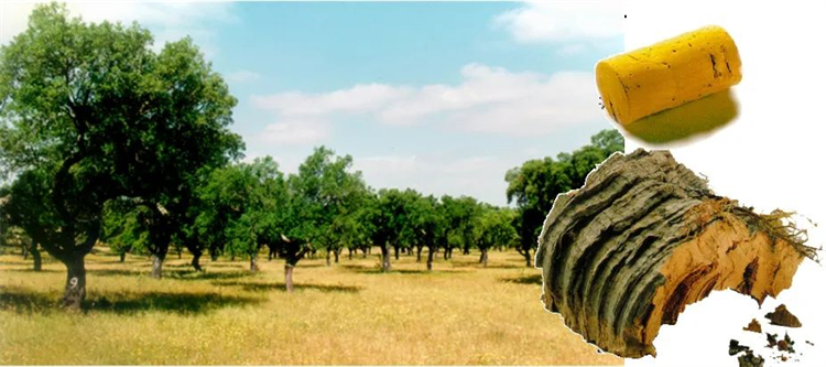 軟木組合套裝,讓家居生活多一點(diǎn)快樂與健康! image2 軟木組合套裝,讓家居生活多一點(diǎn)快樂與健康! image2